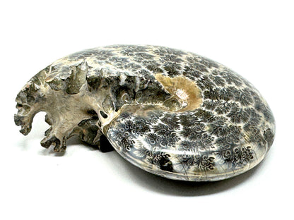 Ammonite Phylloceras Polished 10.2cm