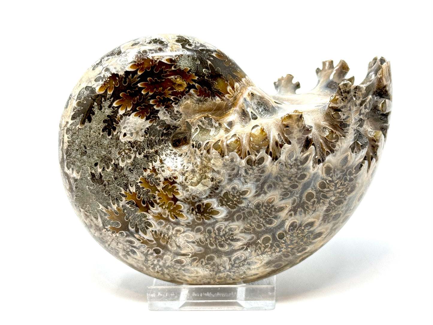 Large ammonite Phylloceras Polished 10.6cm