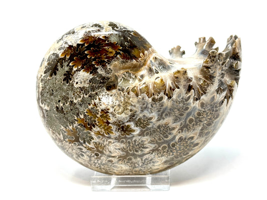 Large ammonite Phylloceras Polished 10.6cm