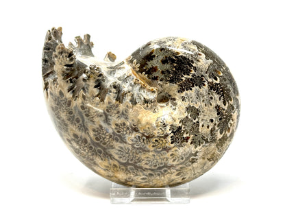 Large ammonite Phylloceras Polished 10.6cm