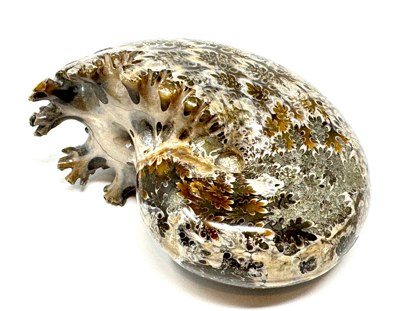 Large ammonite Phylloceras Polished 10.6cm