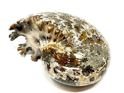 Large ammonite Phylloceras Polished 10.6cm