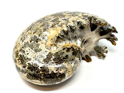 Large ammonite Phylloceras Polished 10.6cm