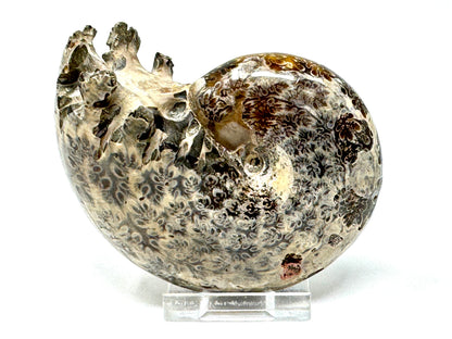 Large ammonite Phylloceras Polished 9.5cm