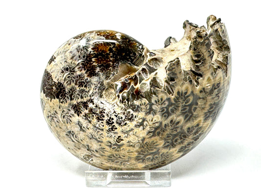 Large ammonite Phylloceras Polished 9.5cm