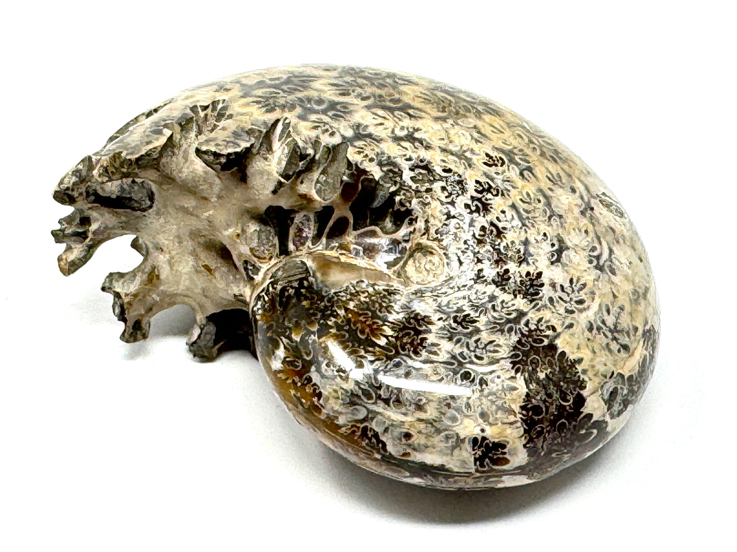 Large ammonite Phylloceras Polished 9.5cm