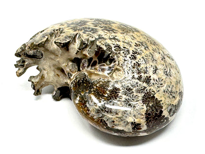 Large ammonite Phylloceras Polished 9.5cm