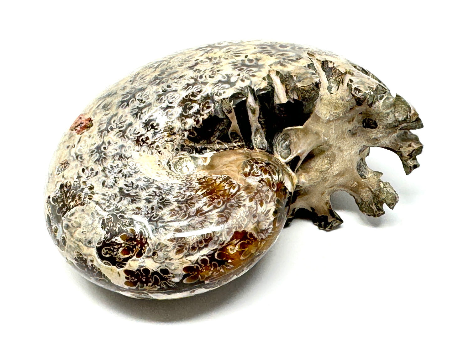 Large ammonite Phylloceras Polished 9.5cm