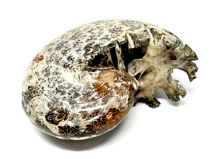 Large ammonite Phylloceras Polished 9.5cm