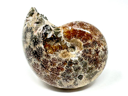 Ammonite Phylloceras Polished 8cm