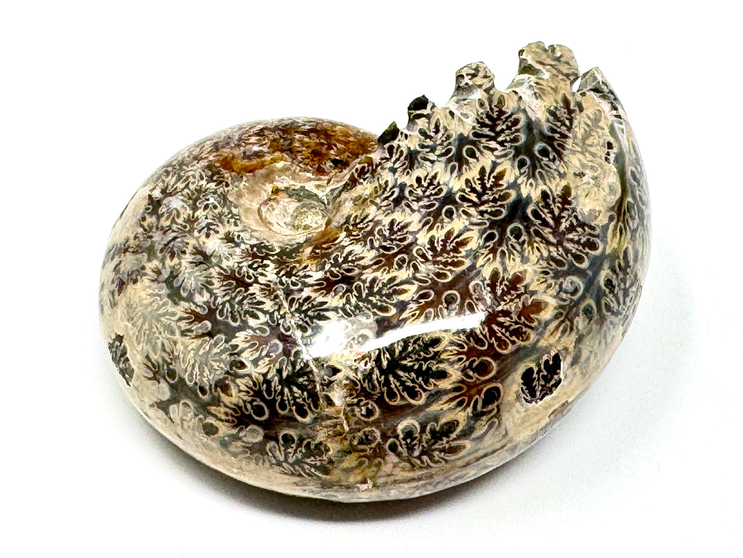 Ammonite Phylloceras Polished 8cm