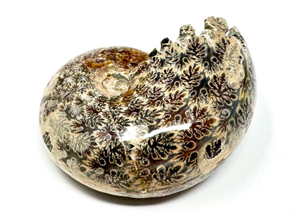 Ammonite Phylloceras Polished 8cm