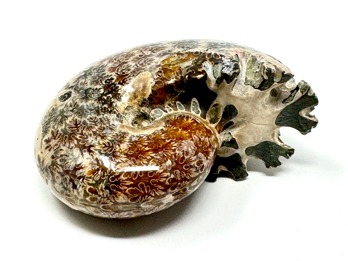 Ammonite Phylloceras Polished 8cm