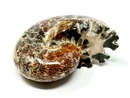 Ammonite Phylloceras Polished 8cm