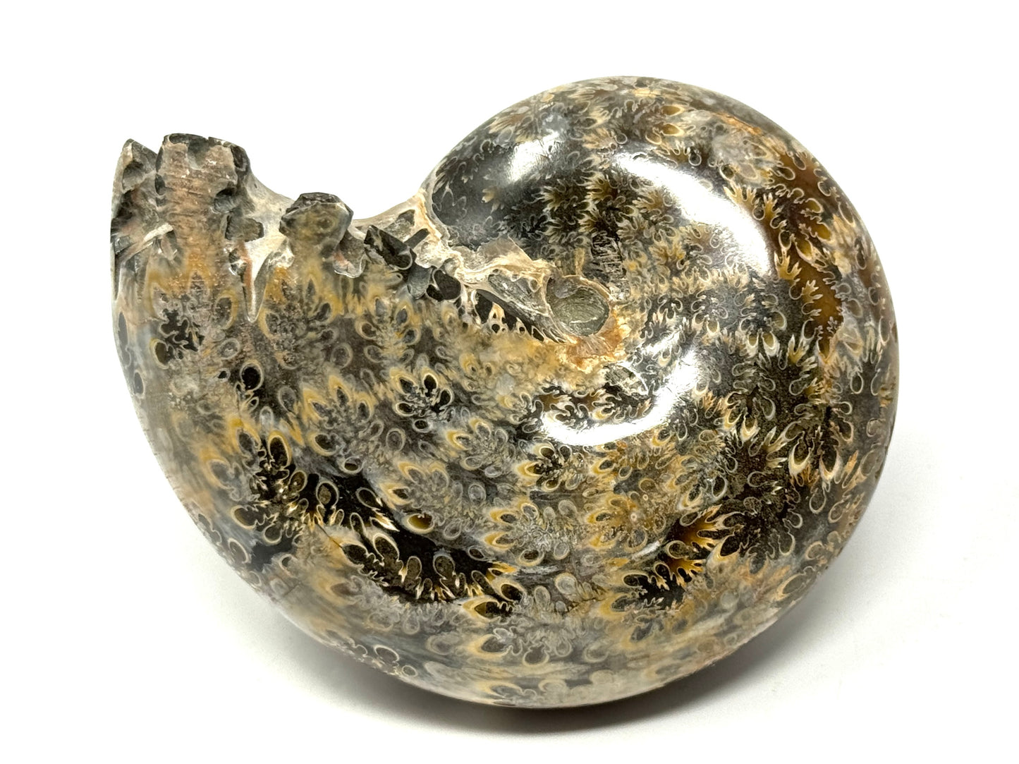 Ammonite Phylloceras Polished 9cm