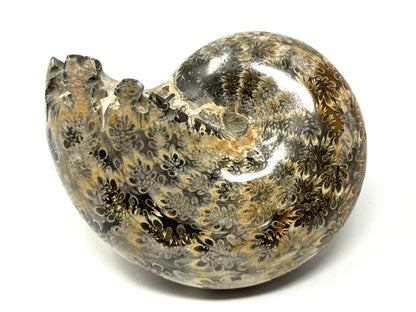 Ammonite Phylloceras Polished 9cm