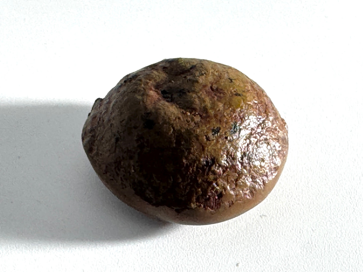 Ethiopian Shewa Opal: Polished Chocolate Opal Gemstone 11.83 Grams