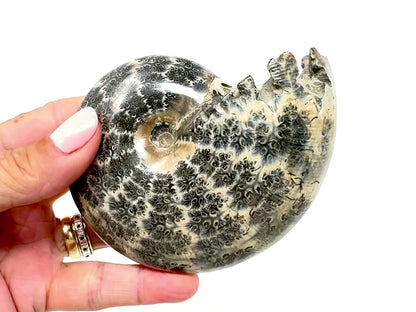 Ammonite Phylloceras Polished 10.2cm