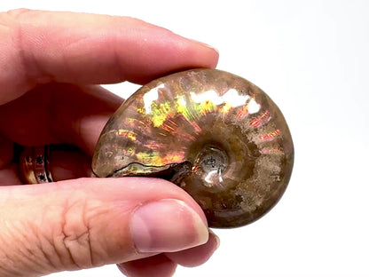 Rainbow Iridescent Ammonite Fossil 4.8cm