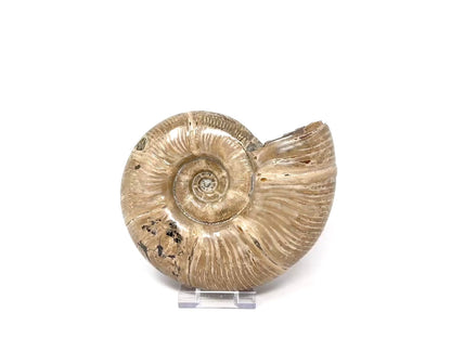 Large Ammonite Puzosia Polished 17.7cm