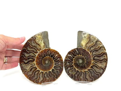 Ammonite Pair 13.5cm