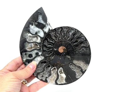 Large Druzy Black Ammonite Pair 17cm