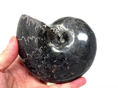Large Black Ammonite Phylloceras Polished 12.5cm