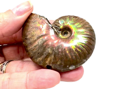 Rainbow Iridescent Ammonite Fossil 5.7cm