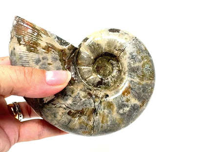 Large Ammonite Lytoceras Polished 12.7cm
