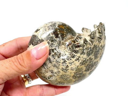 Large ammonite Phylloceras Polished 9.5cm