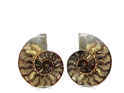 Ammonite Pair 14.9cm