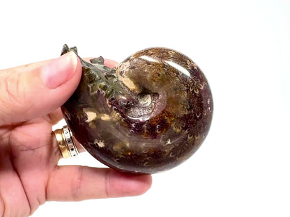 Ammonite Phylloceras Polished 7.7cm