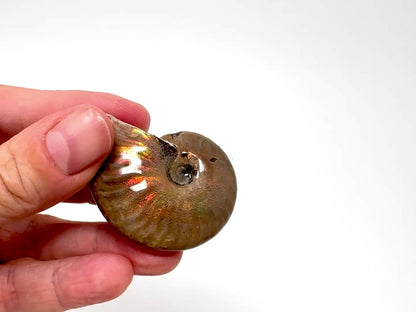 Rainbow Iridescent Ammonite Fossil 4.5cm
