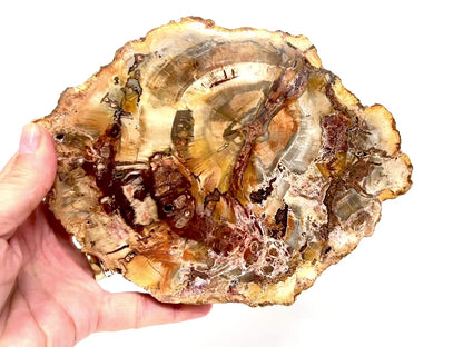 Large Fossil Wood Slice 18.8cm