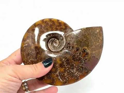 Large Polished Cleoniceras Ammonite Fossil 13.8cm