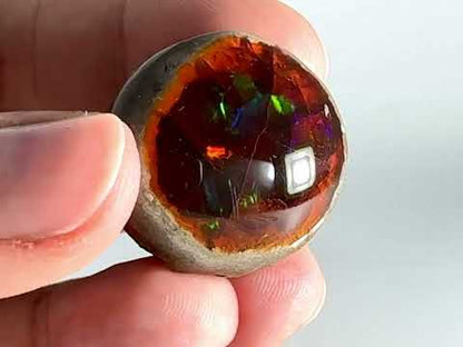 Ethiopian Shewa Opal: Polished Chocolate Opal Gemstone 12.63 Grams