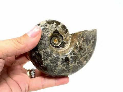 Large Ammonite Lytoceras Polished 10.3cm