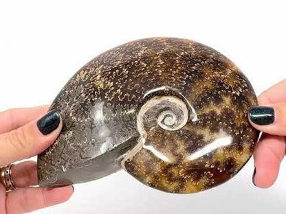 Large Polished Cleoniceras Ammonite Fossil 15.2cm