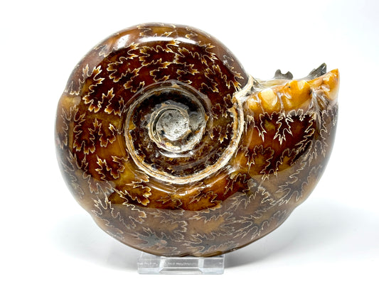 Large Ammonite Puzosia Polished 13.8cm