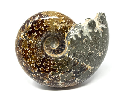 Ammonite Desmoceras Polished 8cm