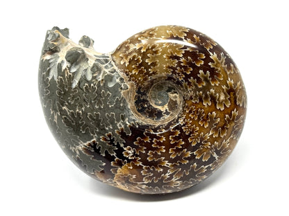 Ammonite Desmoceras Polished 8cm