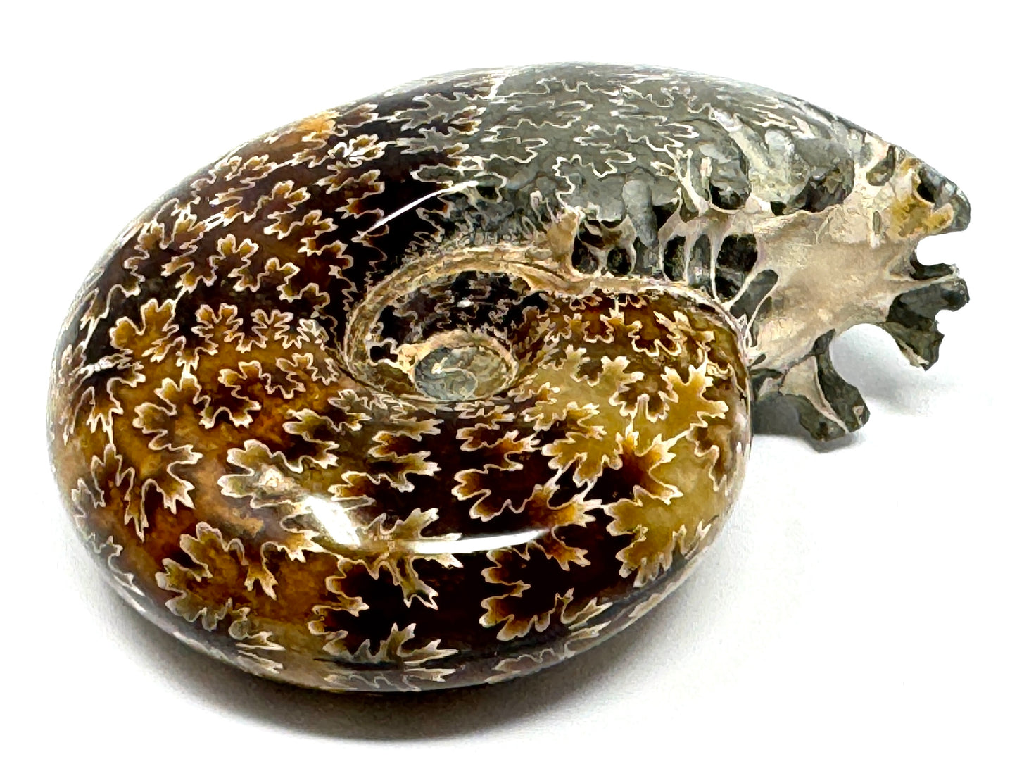 Ammonite Desmoceras Polished 8cm