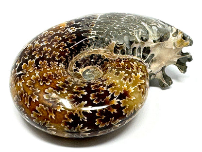 Ammonite Desmoceras Polished 8cm