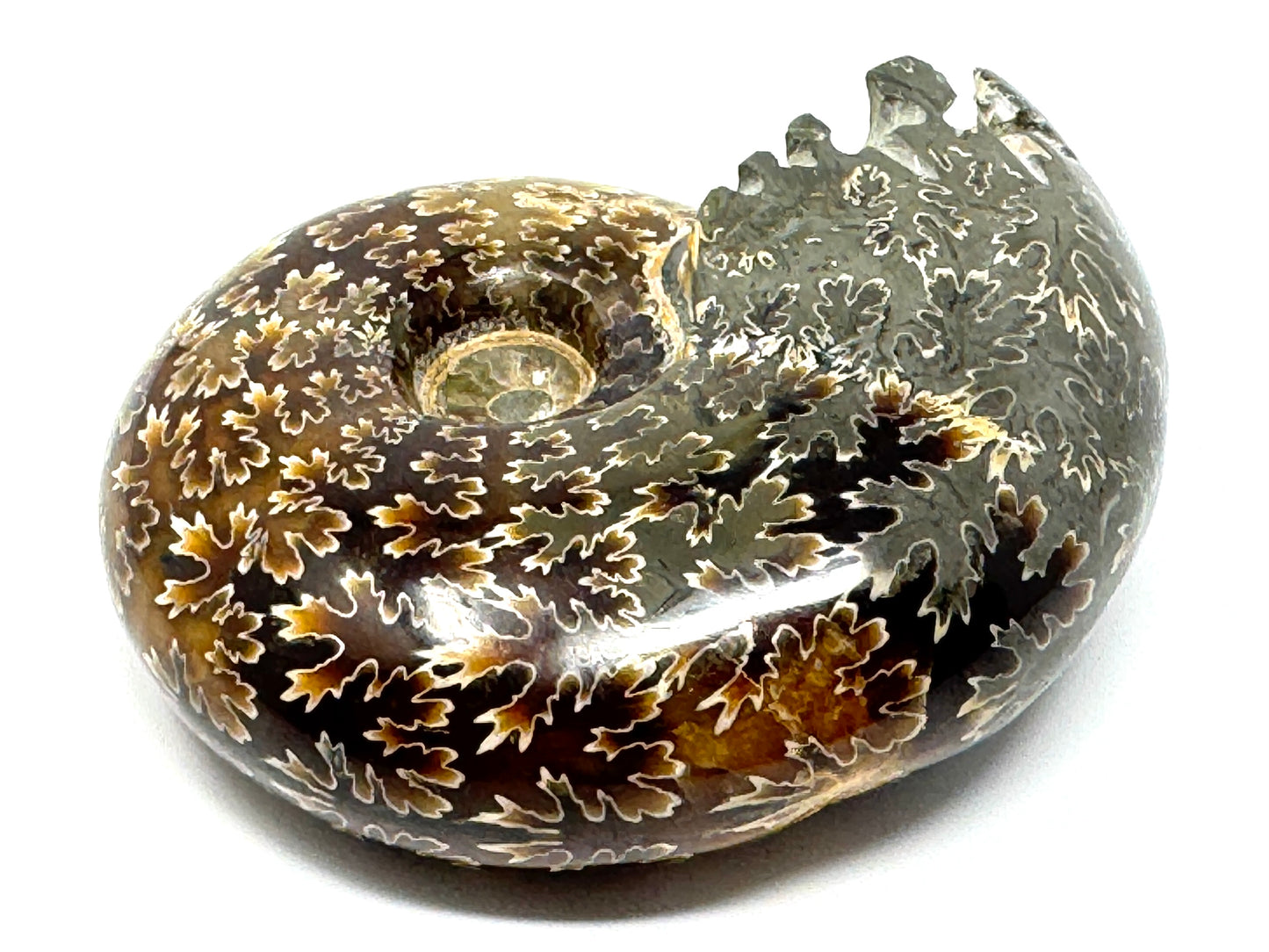 Ammonite Desmoceras Polished 8cm