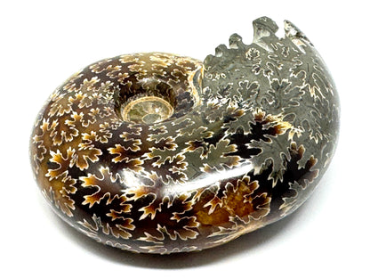 Ammonite Desmoceras Polished 8cm