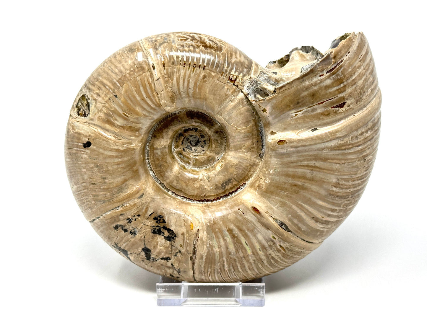 Large Ammonite Puzosia Polished 17.7cm