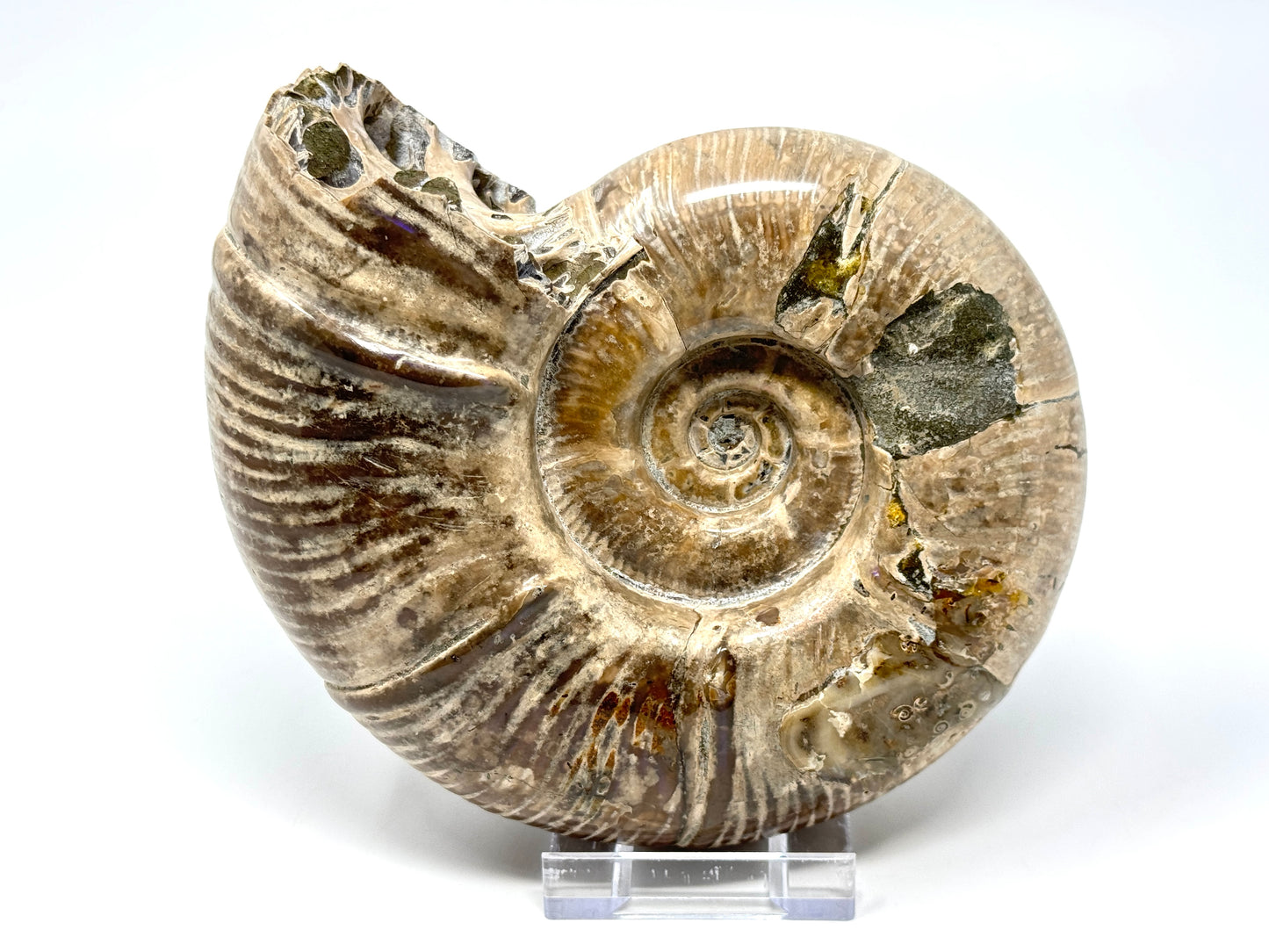 Large Ammonite Puzosia Polished 17.7cm