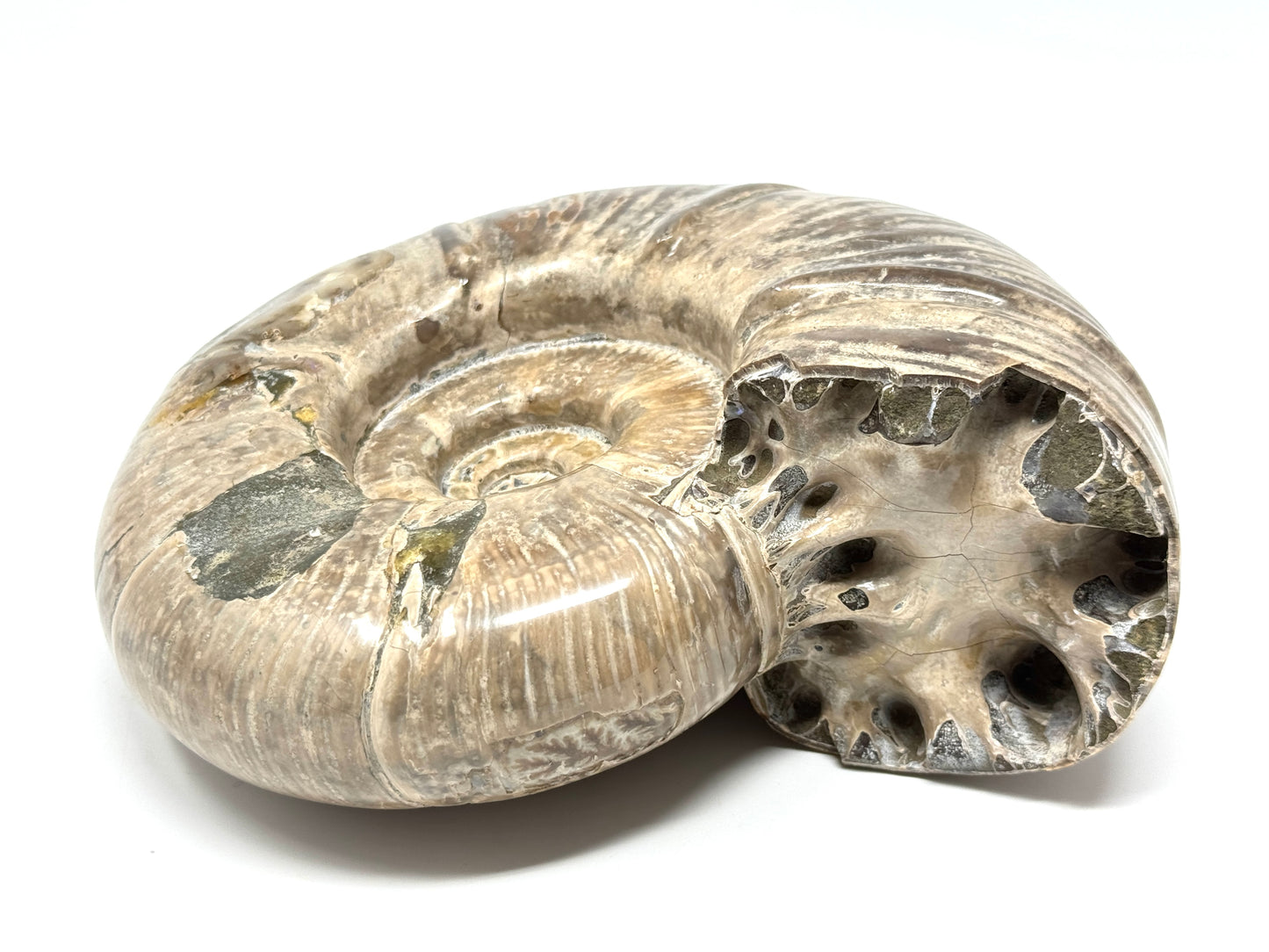 Large Ammonite Puzosia Polished 17.7cm