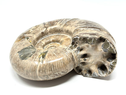 Large Ammonite Puzosia Polished 17.7cm