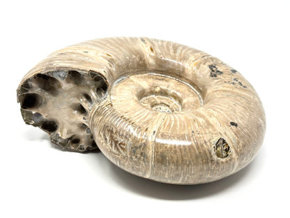 Large Ammonite Puzosia Polished 17.7cm